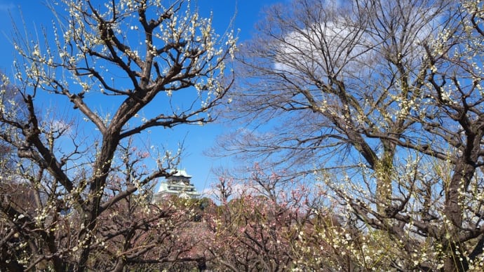 凛とした梅の花と・・・紫式部が詠んだ和歌も・・・