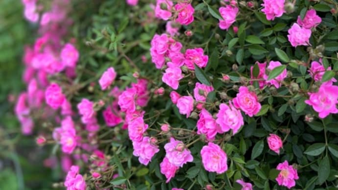 5月のお散歩で見る花 ♪