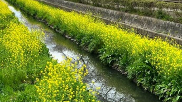 さくら