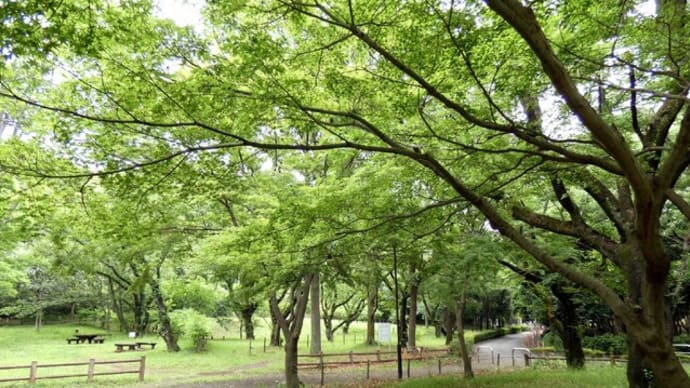 ・ 大和 ふれあいの森　新緑と満開のバラ園　（2021/05/18）