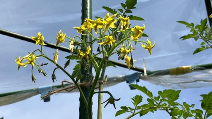 野菜の実とお花