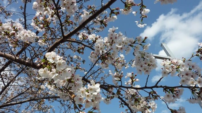 第37回桜橋花まつり 芸能人のステージ 250330