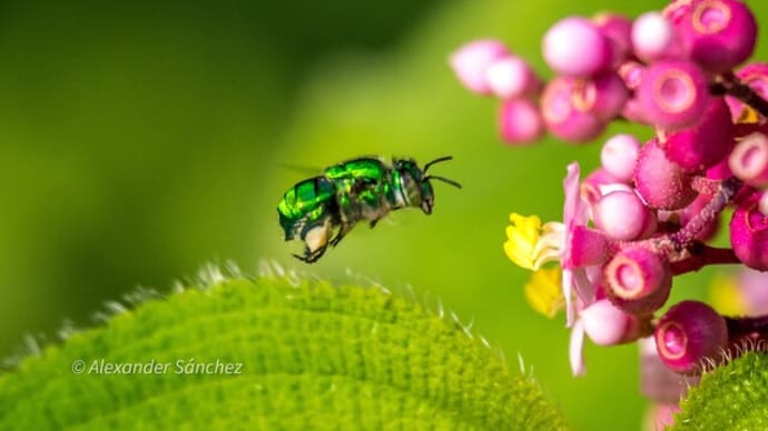 緑のハチ