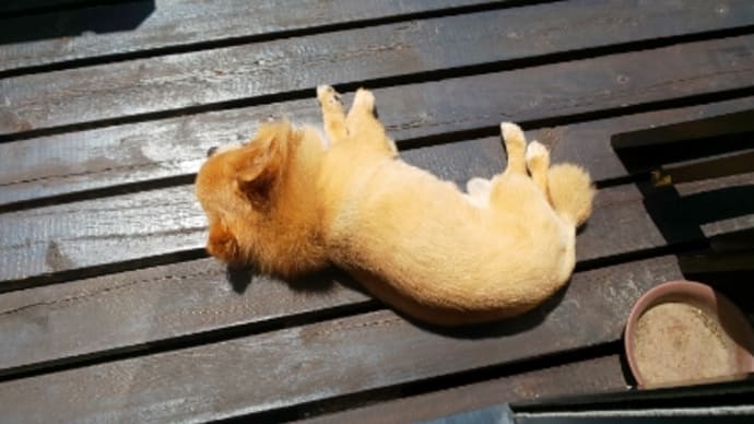 久しぶりの太陽です