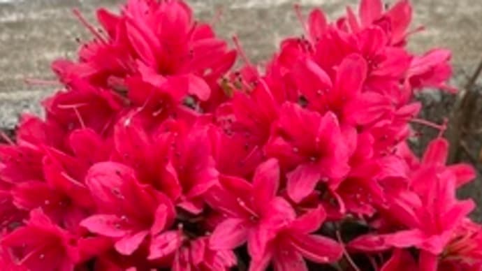 初夏の花も咲き出しました・。