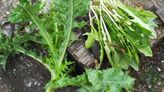 野草採取