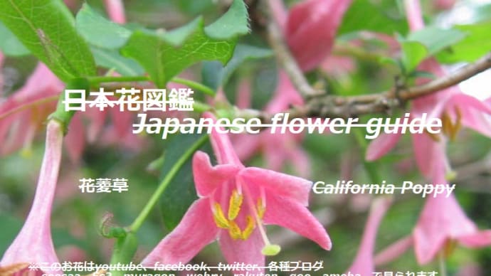 小さな鶯?! A small warbler? !!