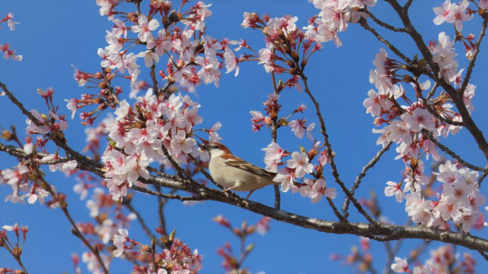 初撮りのニュウナイスズメ ・・・ 4月3日 三田「桜の回廊」で ①