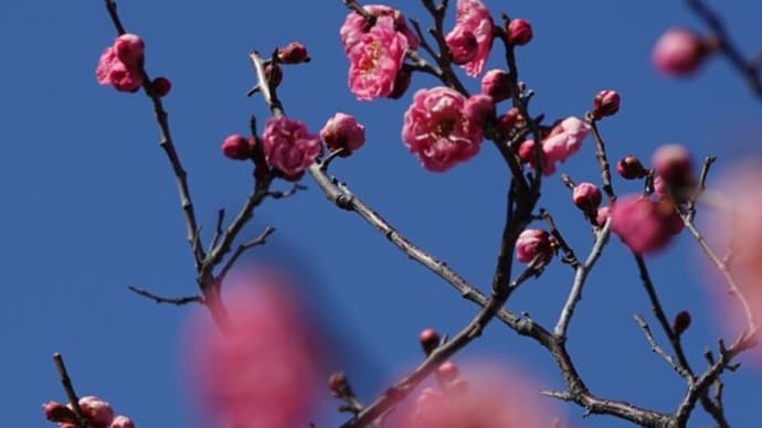 梅の花