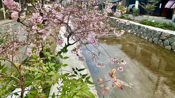 高瀬川の桜と里親さん募集。