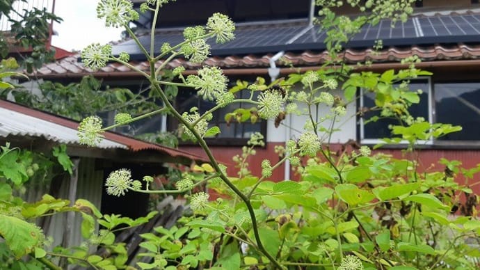 ウドの花