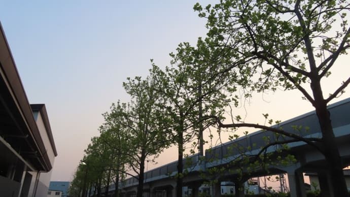 梅小路公園春の夕暮れ散歩