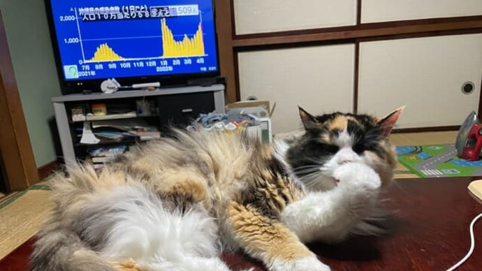 雑草だらけの庭