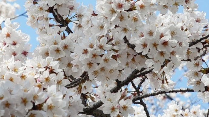 お花見🌸