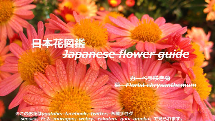 紅葉?!Autumn leaves? !!