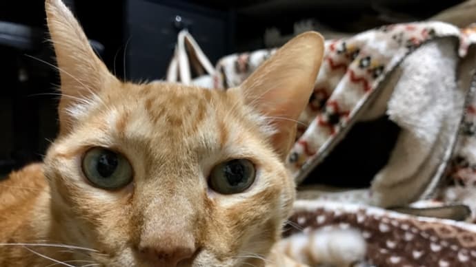 ここは部屋のど真ん中