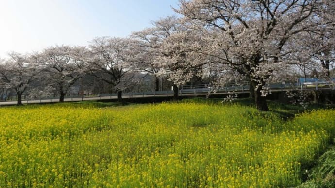 ☆桜は満開なれど 「どうする日本の技術力」