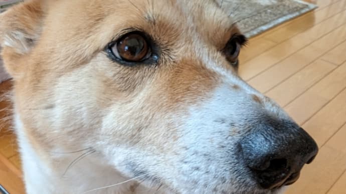 狂犬病予防注射済!