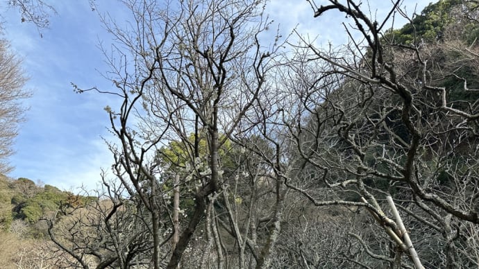 瑞泉寺　鎌倉