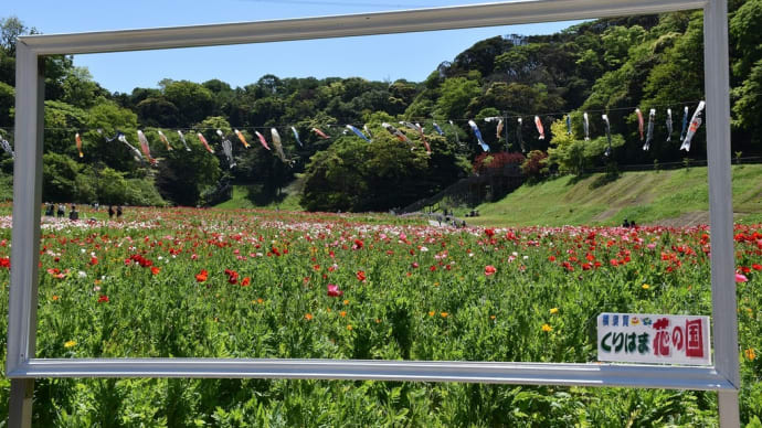 ポピー・ネモフィラ狩り 神奈川県横須賀市 くりはま花の国(2)ポピーと鯉のぼり