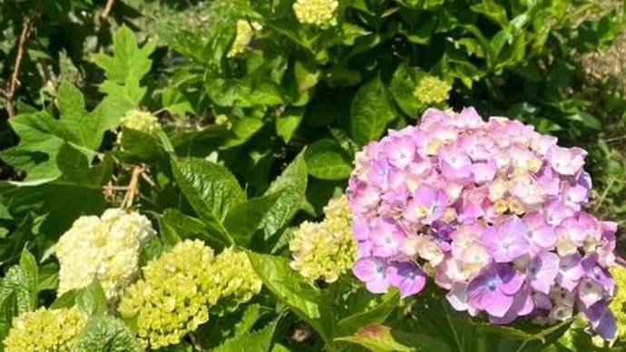 月一回の花壇管理でした