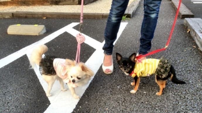 歩かない杏花、そしてお料理リリ