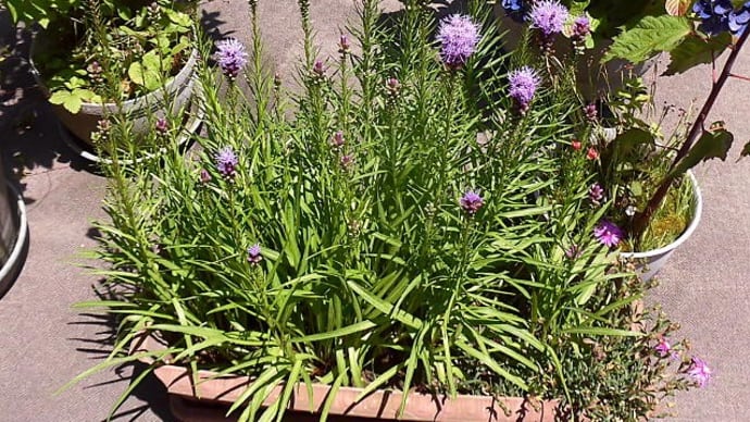 リアトリスの花