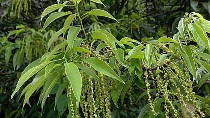 アマミアラカシの花(ドングリの花)