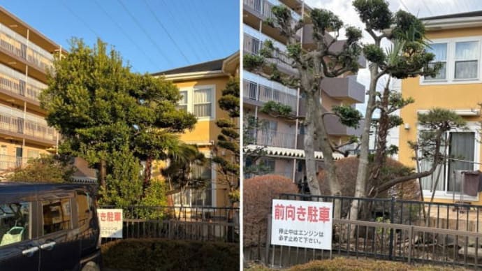 それぞれの枝が伸び樹形が分からなくなった庭木の剪定作業