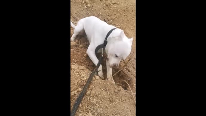 穴掘りドゴアルヘンティーノ 危険犬種