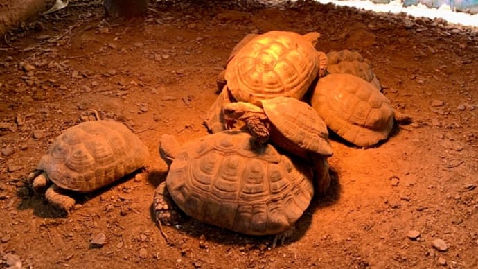 体験型動物園iZoo♪バスキング~( ・∀・)b