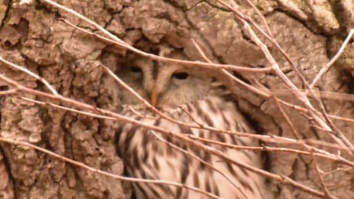 フクロウさんの季節1