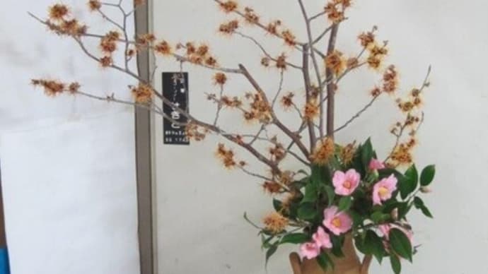 篠窪（しのくぼ）の隣町 花芸安達流　北澤様が「初春をつげる万作」の花を生けて下さいました　(2024/02/20)