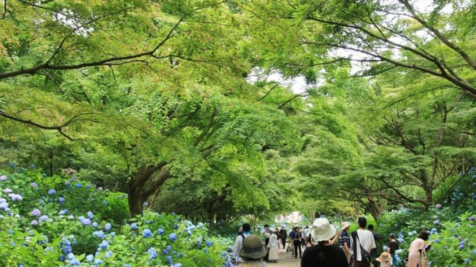 花いっぱい・神戸森林植物園のアジサイ