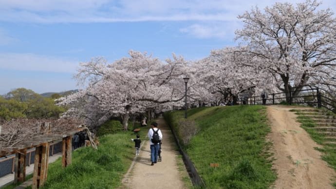 酒津公園　桜開花状況　見頃　２０２４年４月７日