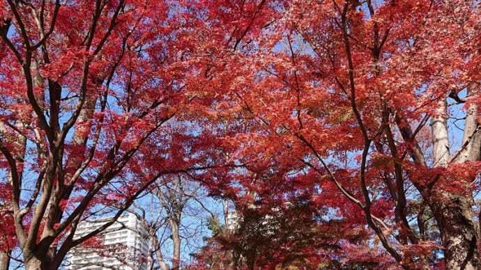 #331 -’22. 殿ヶ谷戸庭園(随冝園)