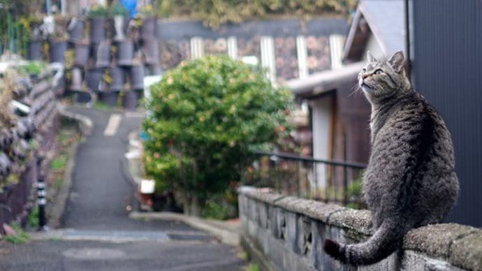 椿が映える「焼き物散歩道」