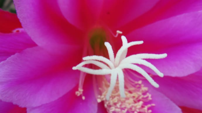 孔雀仙人掌の花 #2