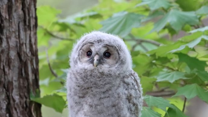 フクロウの巣立ち