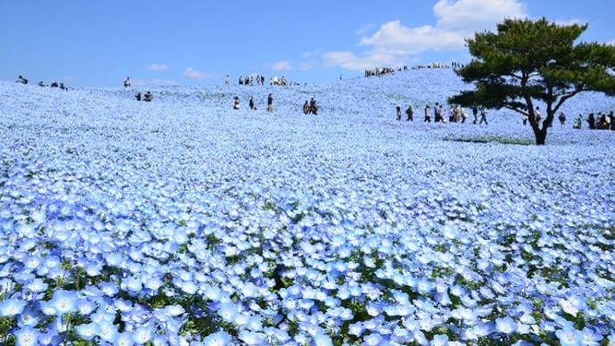 【4/15、19、5/9】ひたち海浜公園ネモフィラ&竜神大吊橋こいのぼり観賞バスツアー