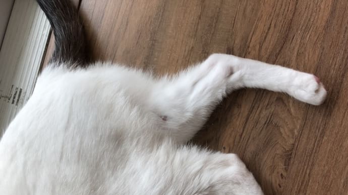 なな、足にかさぶたが