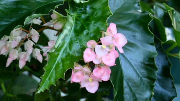 緑陰の木立ベゴニアに涼を感じて