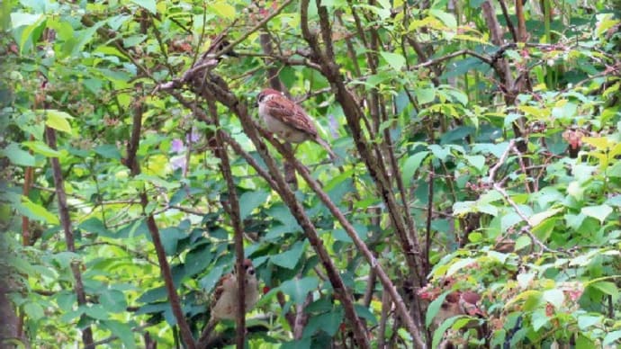 スズメが「ジュジュジュ」と鳴いている時は? スズメおよび野鳥から。