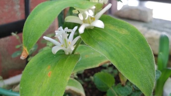 節の蕾も・・
