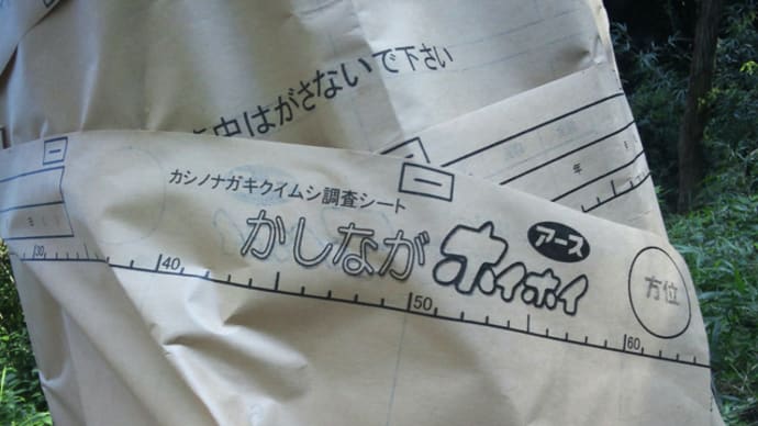 戦えカシノナガキクイムシとガガイモの花観察