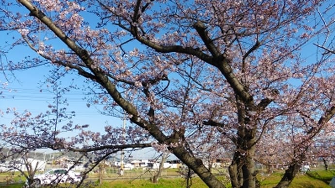 鹿島川の桜 2016