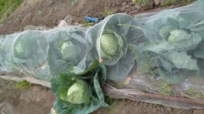 新鮮で美味しい野菜達