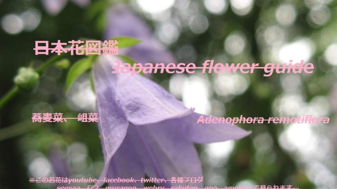 青いベルから風の音？！Sound of the wind from the blue bell? !