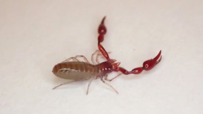 ミツマタカギカニムシ Bisetocreagris japonica かぬ?:森のプランクトンたち