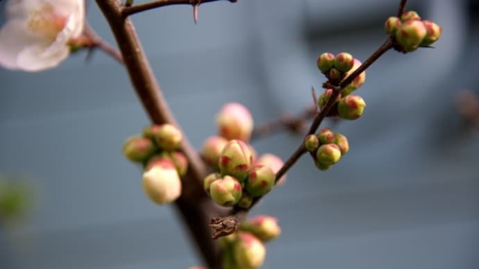 ボケの花と椿の花と梅の花
